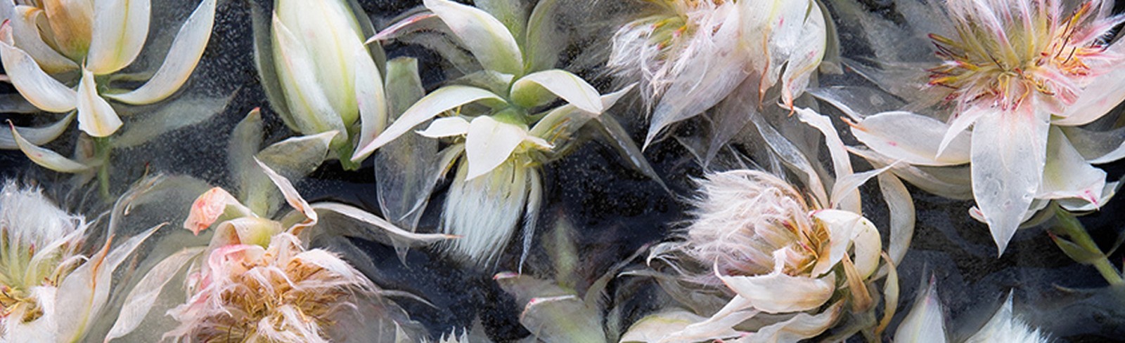 Bruce Boyd - Bilder, Werke und Fotografie