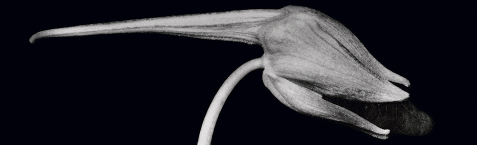 Fred Koch - Bilder, Werke und Fotografie