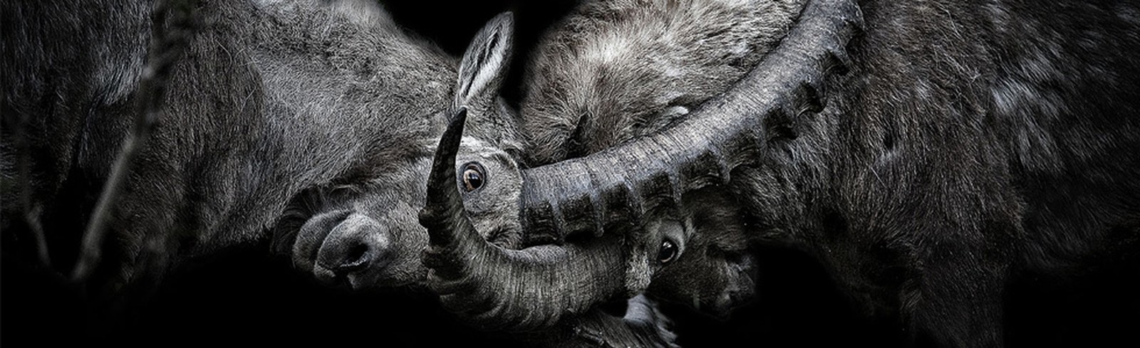 Claudio Gotsch - Bilder, Werke und Fotografie