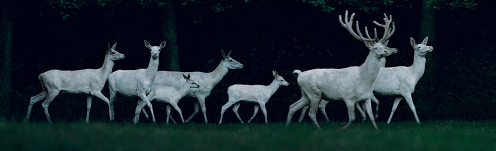 Frank Stöckel - Bilder, Werke und Fotografie