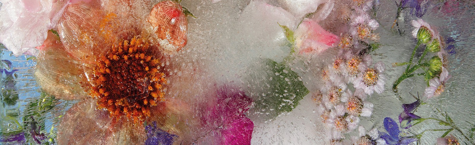 Mary Kocol - Bilder, Werke und Fotografie