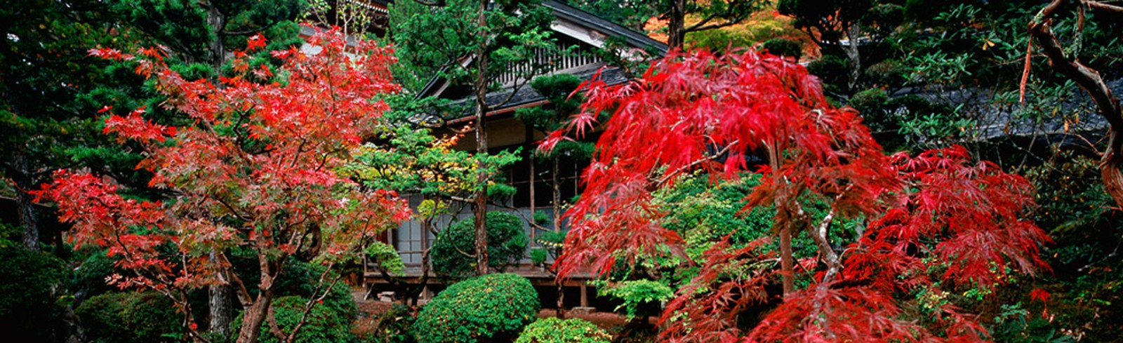 Olivier Föllmi - Bilder, Werke und Fotografie